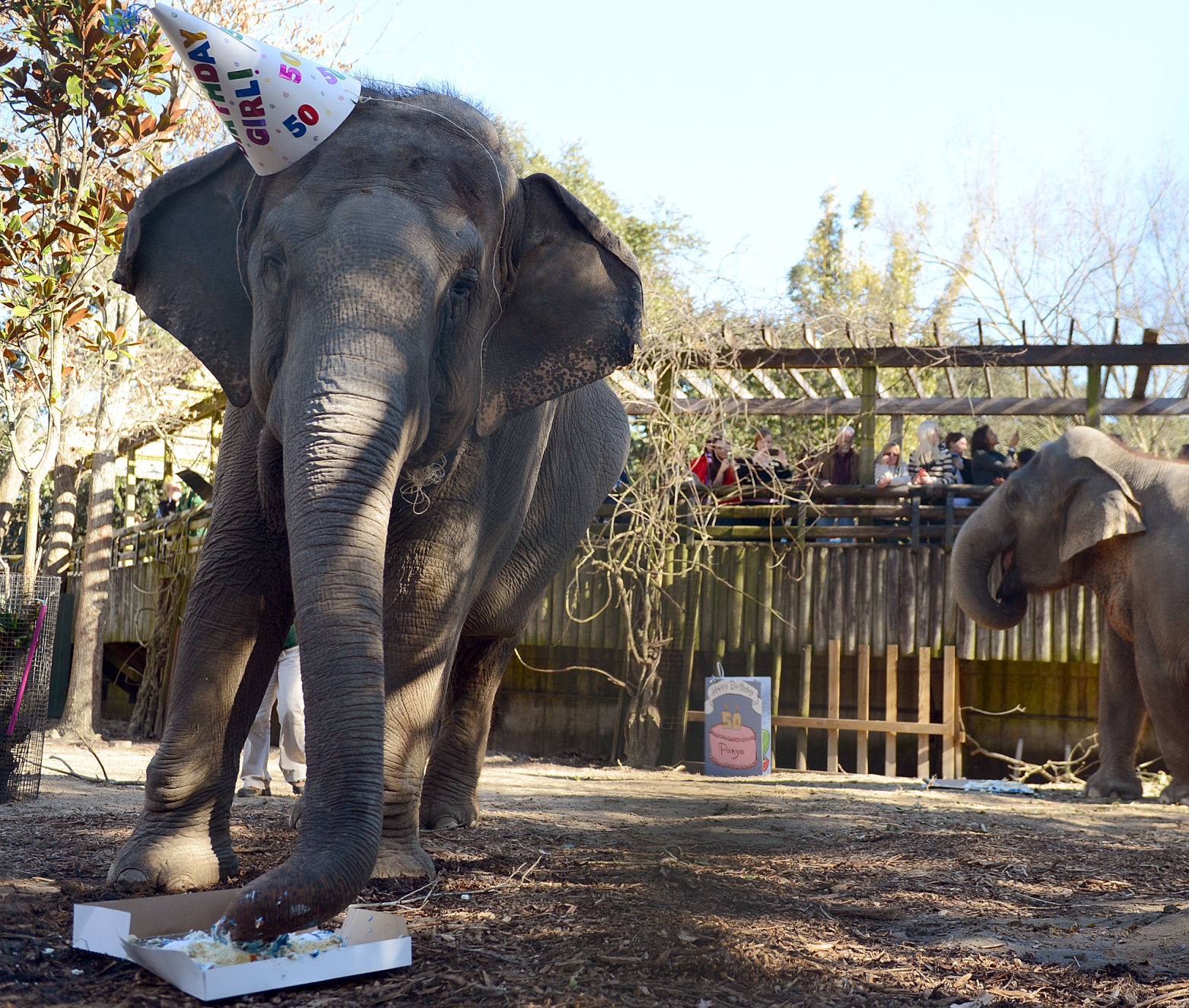 NO.Elephant.011714